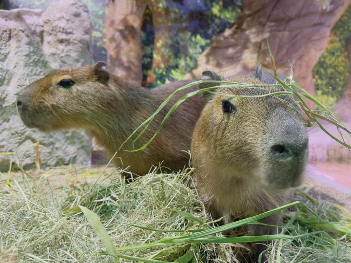 Capivaras são as novas moradoras do Oceanic Aquarium