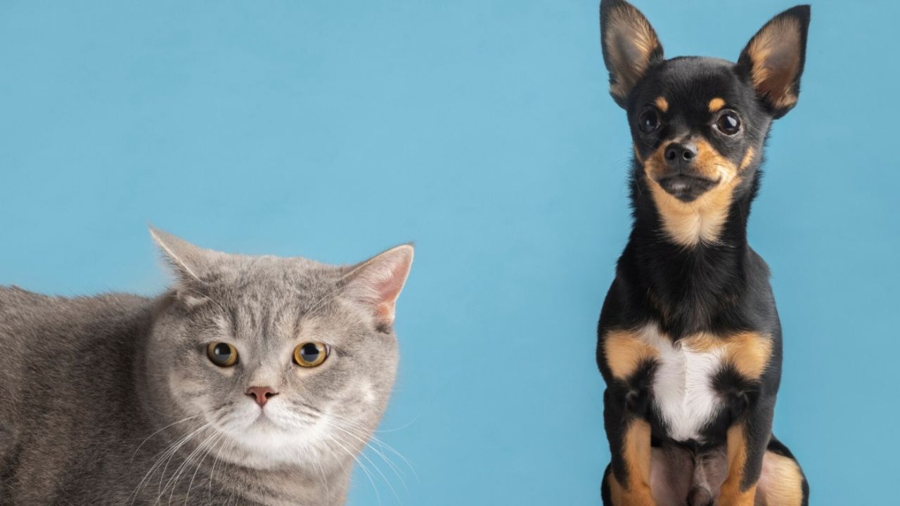 Viagem internacional para os Estados Unidos exige planejamento diferente para cães e gatos; saiba regras e prazos