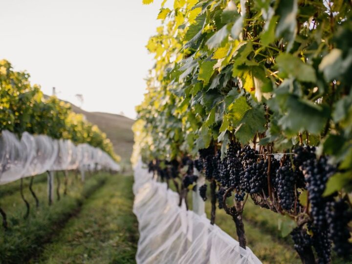 Vinhos de altitude destacam a Serra Catarinense no enoturismo