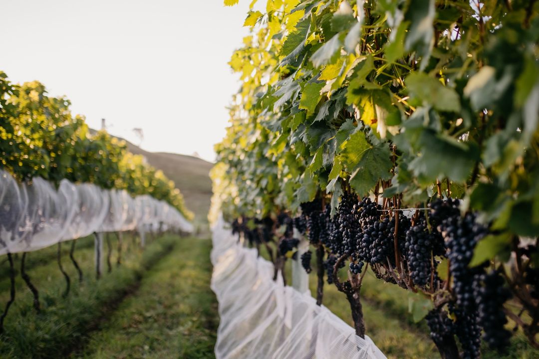 Vinhos de altitude destacam a Serra Catarinense no enoturismo